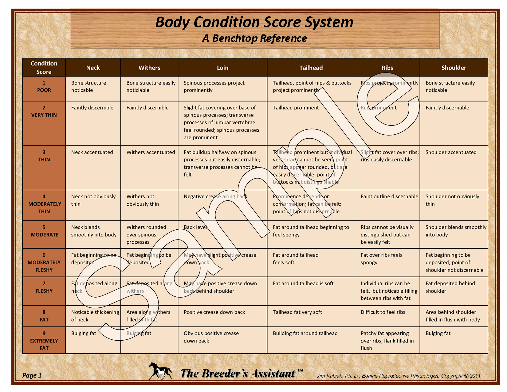 Equine Body Condition Score System The Breeders Assistant