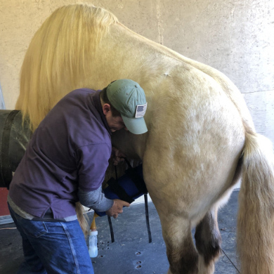 equine ultrasound class