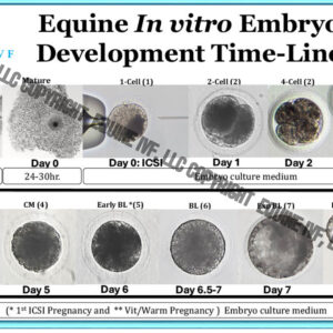 Equine In vitro Embryo Development Time- Line Poster